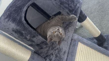 Bkh sucht neues Zuhause