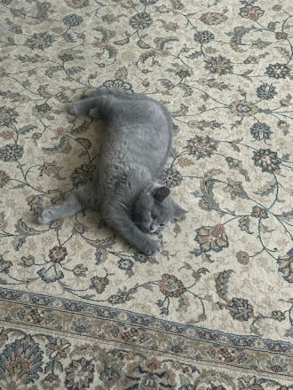 Bkh sucht neues Zuhause