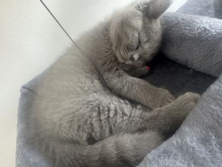 Bkh sucht neues Zuhause