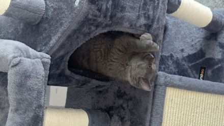 Bkh sucht neues Zuhause