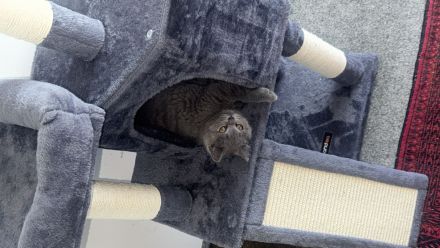 Bkh sucht neues Zuhause