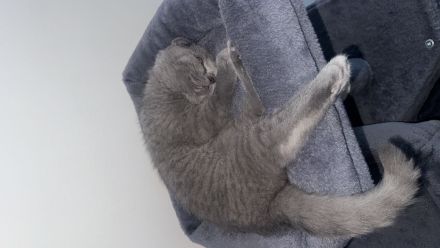 Bkh sucht neues Zuhause