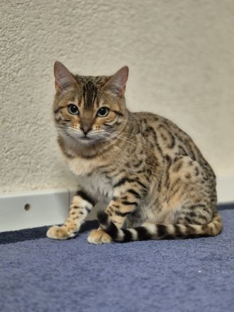 Reinrassige Bengal Kitten aus Seriöser Zucht