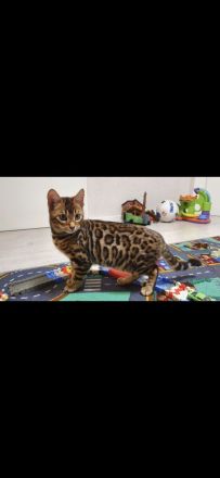 Reinrassige Bengal Kitten aus Seriöser Zucht