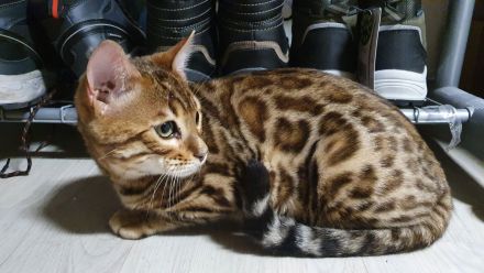 Reinrassige Bengal Kitten aus Seriöser Zucht