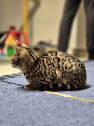 Reinrassige Bengal Kitten aus Seriöser Zucht
