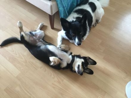 SAMY - lieber, kleiner Knopf