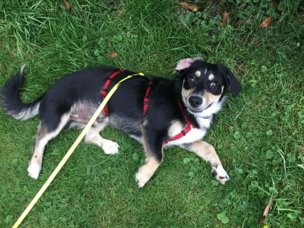 SAMY - lieber, kleiner Knopf