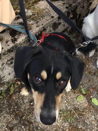 SAMY - lieber, kleiner Knopf