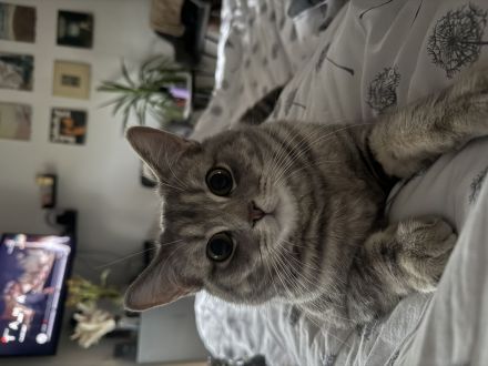 Verschmuste Pfote Perser/EKH