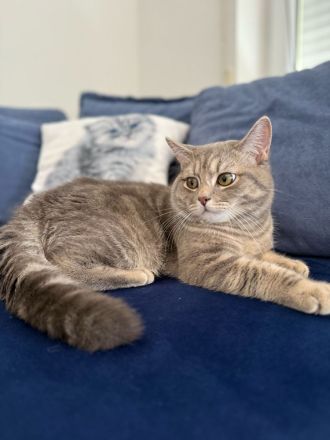 Verschmuste Pfote Perser/EKH