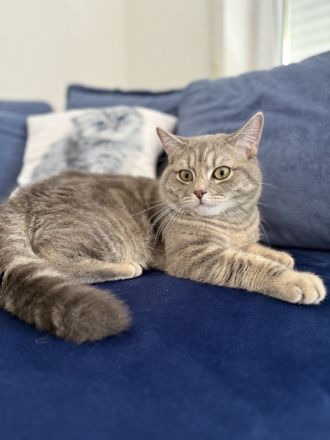 Verschmuste Pfote Perser/EKH