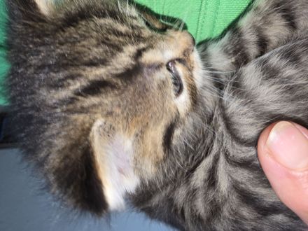 Norwegische sibirische Waldkatze Babys