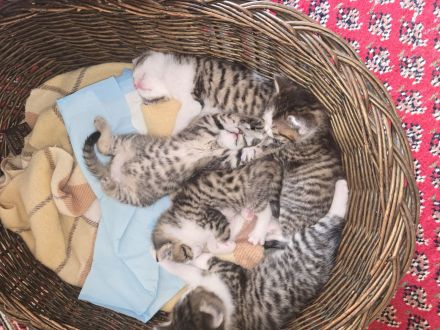 Norwegische sibirische Waldkatze Babys