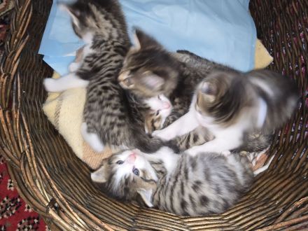 Norwegische sibirische Waldkatze Babys