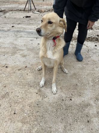 Molly - unser Notfall