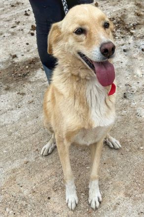 Molly - unser Notfall