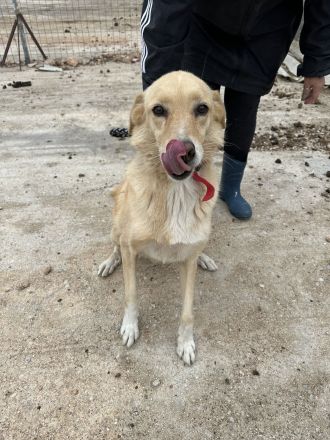 Molly - unser Notfall