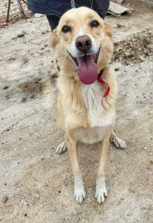 Molly - unser Notfall