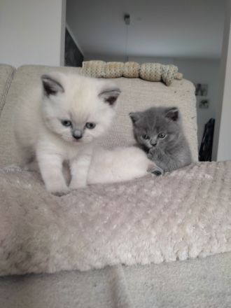 Wunderschöne British Kurzhaar Kitten zu verkaufen