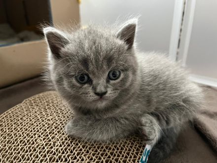 Wunderschöne British Kurzhaar Kitten zu verkaufen