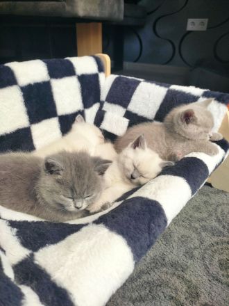 Wunderschöne British Kurzhaar Kitten zu verkaufen