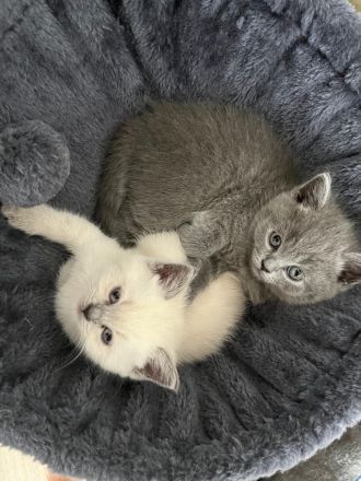 Wunderschöne British Kurzhaar Kitten zu verkaufen