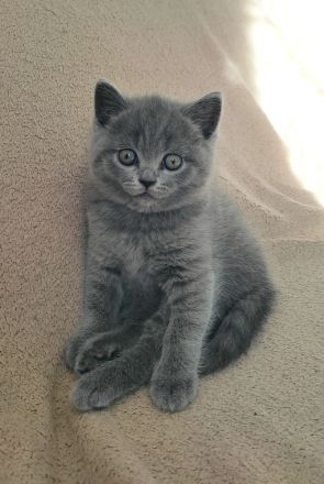 Wunderschöne British Kurzhaar Kitten zu verkaufen