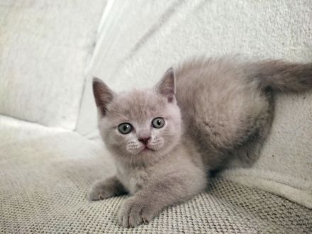 Wunderschöne British Kurzhaar Kitten zu verkaufen