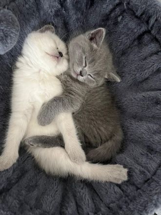 Wunderschöne British Kurzhaar Kitten zu verkaufen