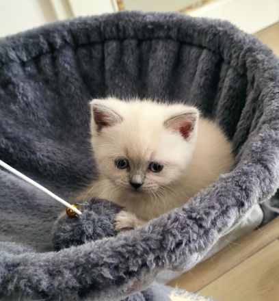 Wunderschöne British Kurzhaar Kitten zu verkaufen