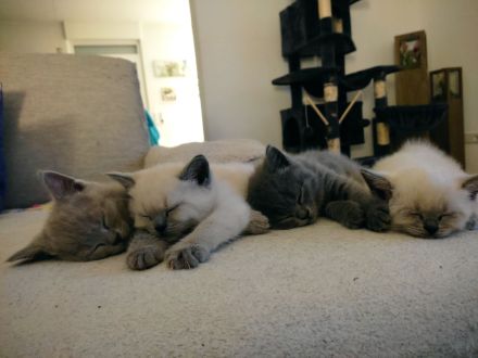 Wunderschöne British Kurzhaar Kitten zu verkaufen