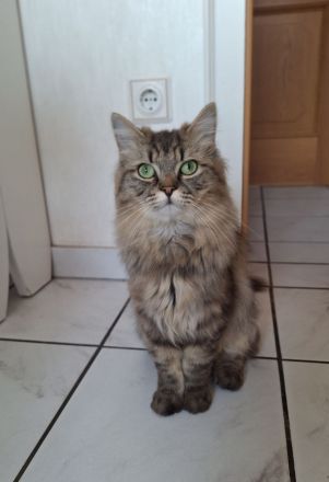 Maine Coon  x British Langhaar