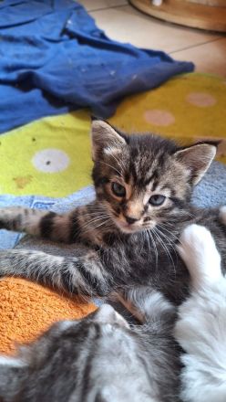 Maine Coon  x British Langhaar