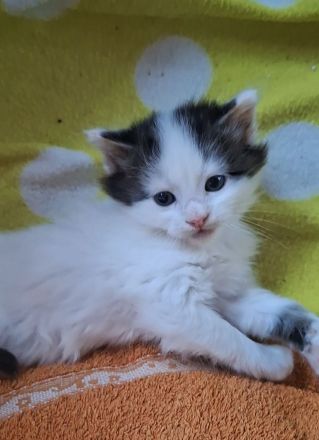 Maine Coon  x British Langhaar