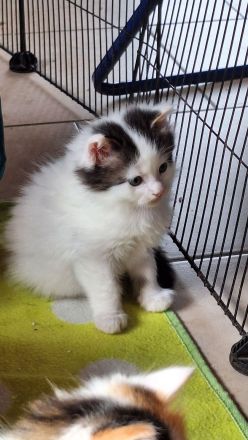 Maine Coon  x British Langhaar