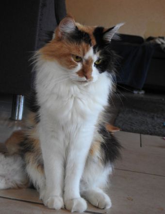 Maine Coon  x British Langhaar