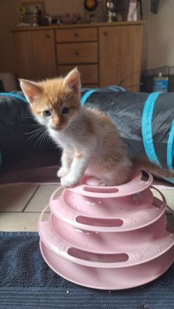 Maine Coon  x British Langhaar