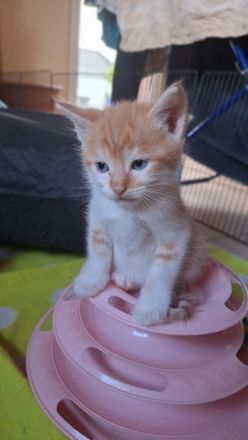 Maine Coon  x British Langhaar