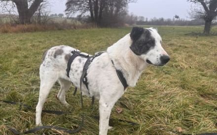 Deenah sucht ihr Für-Immer-Zuhause