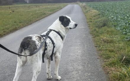 Deenah sucht ihr Für-Immer-Zuhause