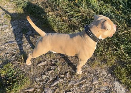 American Bully ABKC Deckrüde