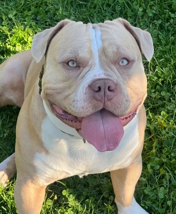 American Bully ABKC Deckrüde