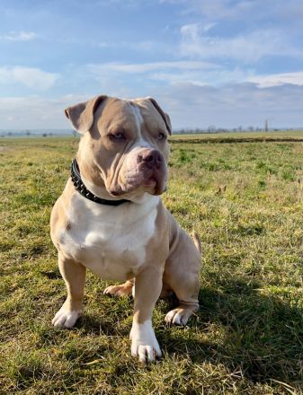 American Bully ABKC Deckrüde
