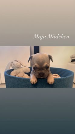 Französische Bulldoggen Welpen