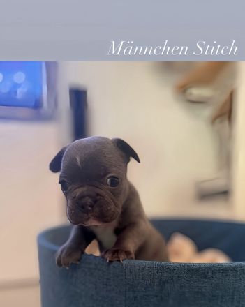 Französische Bulldoggen Welpen