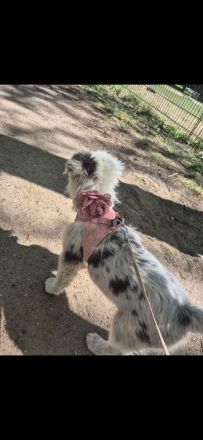 Schweren Herzens suchen wir ein neues Zuhause