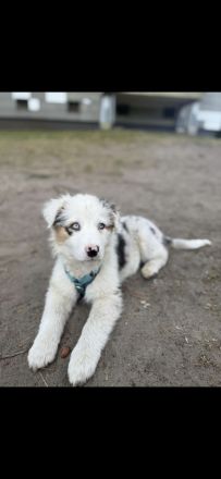 Schweren Herzens suchen wir ein neues Zuhause