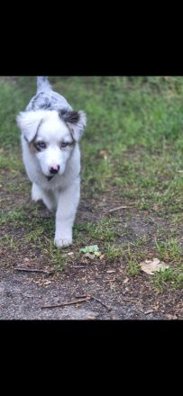 Schweren Herzens suchen wir ein neues Zuhause