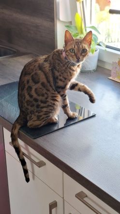 Bengalkatze Dame